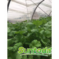 Suntoday scientific names of vegetables F1 Organic water plant extract organic russian in india bulgaria coriander seed(A43001)
